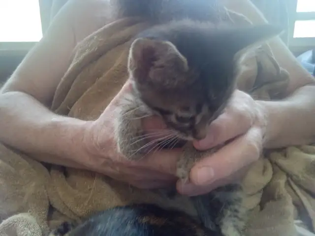Cuddles and fur. Sweet kitty's looking for you to love! - Photo 3