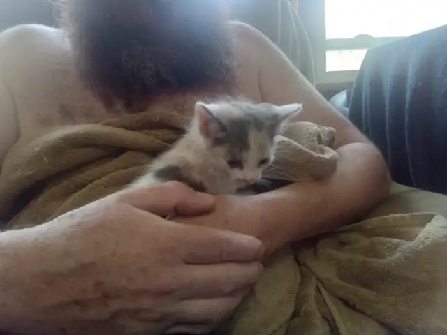 Cuddles and fur. Sweet kitty's looking for you to love! - Photo 4