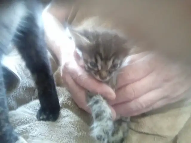 Cuddles and fur. Sweet kitty's looking for you to love! - Photo 5