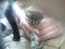 Cuddles and fur. Sweet kitty's looking for you to love! - Photo 5