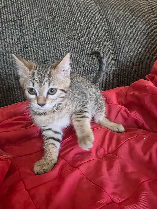 Chatons Bengal mix à vendre - Photo 2