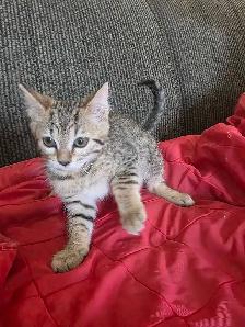 Chatons Bengal mix à vendre - Photo 2