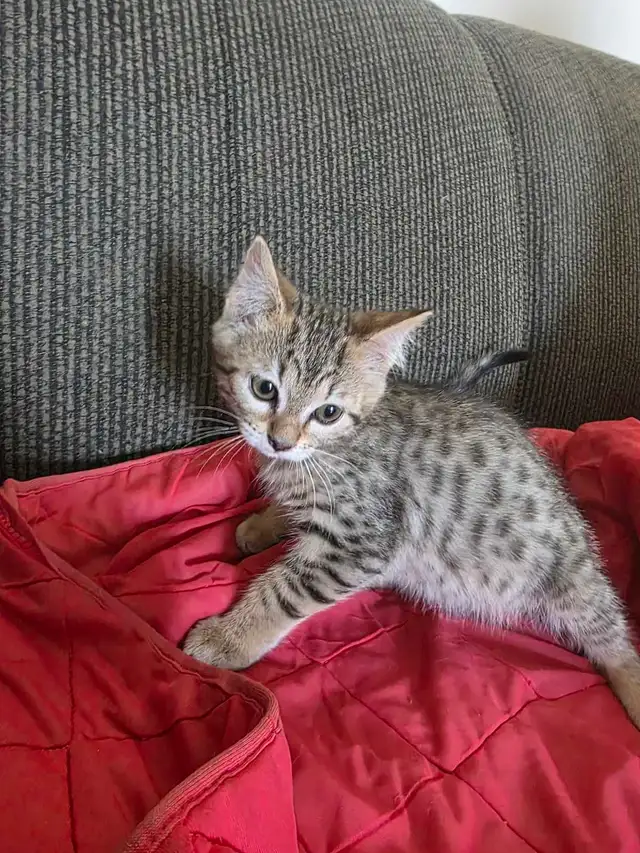 Chatons Bengal mix à vendre - Photo 3