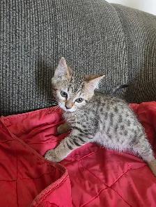 Chatons Bengal mix à vendre - Photo 3