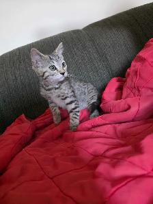 Chatons Bengal mix à vendre - Photo 4