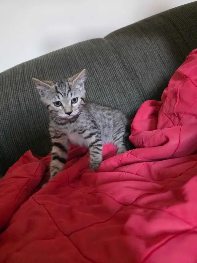 Chatons Bengal mix à vendre - Photo 5