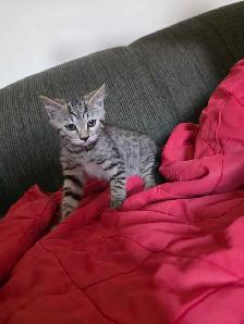 Chatons Bengal mix à vendre - Photo 5