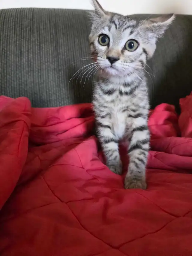 Chatons Bengal mix à vendre - Photo 6