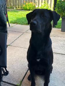 FREE 2Y OLD FEMALE DOG FOR REHOME ASAP! Comes with crate etc - Photo 2