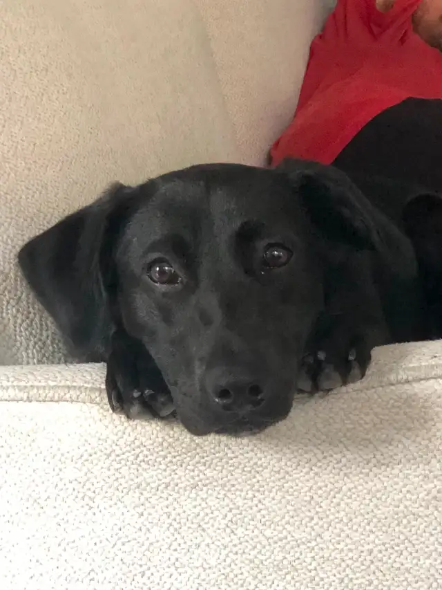 FREE 2Y OLD FEMALE DOG FOR REHOME ASAP! Comes with crate etc - Photo 3