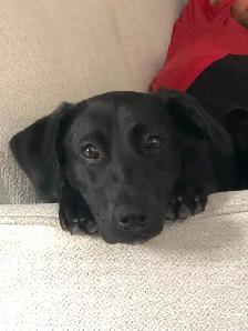 FREE 2Y OLD FEMALE DOG FOR REHOME ASAP! Comes with crate etc - Photo 3