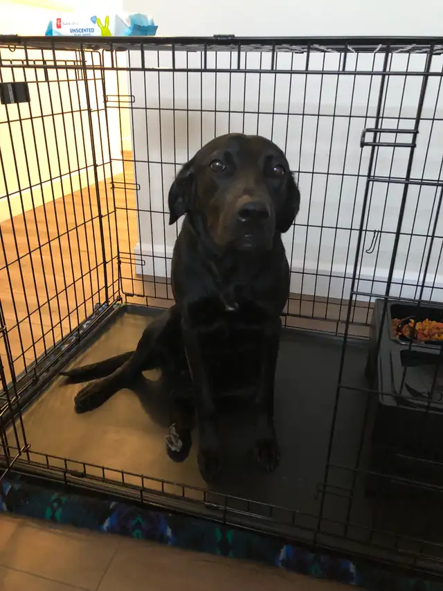 FREE 2Y OLD FEMALE DOG FOR REHOME ASAP! Comes with crate etc - Photo 4