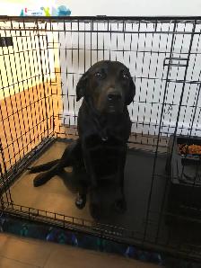 FREE 2Y OLD FEMALE DOG FOR REHOME ASAP! Comes with crate etc - Photo 4