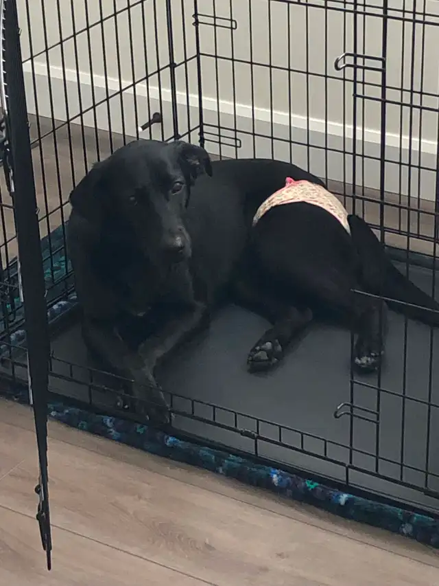 FREE 2Y OLD FEMALE DOG FOR REHOME ASAP! Comes with crate etc - Photo 5