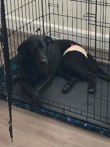 FREE 2Y OLD FEMALE DOG FOR REHOME ASAP! Comes with crate etc - Photo 5
