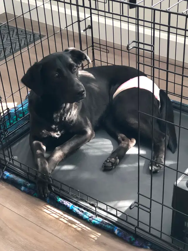 FREE 2Y OLD FEMALE DOG FOR REHOME ASAP! Comes with crate etc - Photo 6