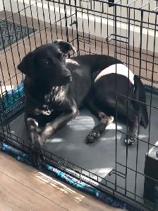 FREE 2Y OLD FEMALE DOG FOR REHOME ASAP! Comes with crate etc - Photo 6