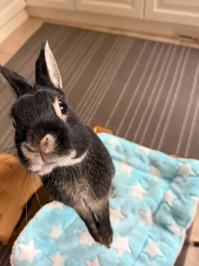 Sweet Male Bunny Urgently Needs Home!