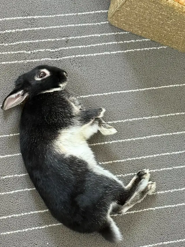 Sweet Male Bunny Urgently Needs Home! - Photo 2