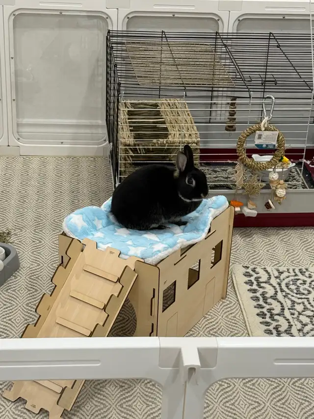 Sweet Male Bunny Urgently Needs Home! - Photo 3