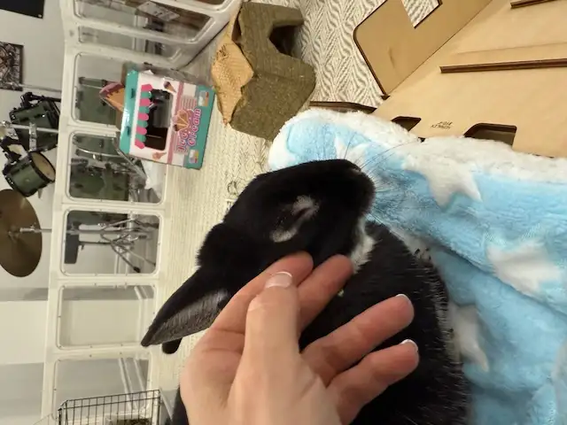 Sweet Male Bunny Urgently Needs Home! - Photo 4