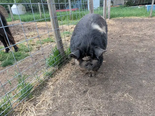 KuneKune Boar