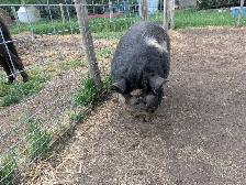 KuneKune Boar