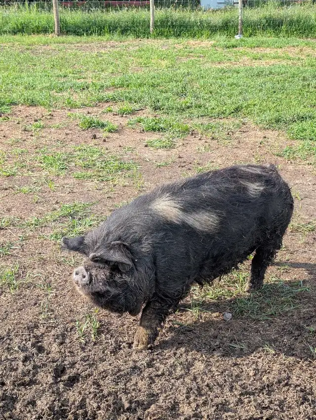 KuneKune Boar - Photo 2