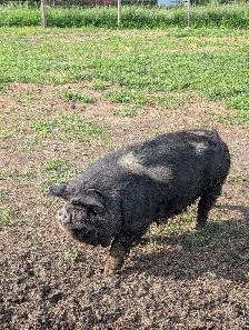 KuneKune Boar - Photo 2