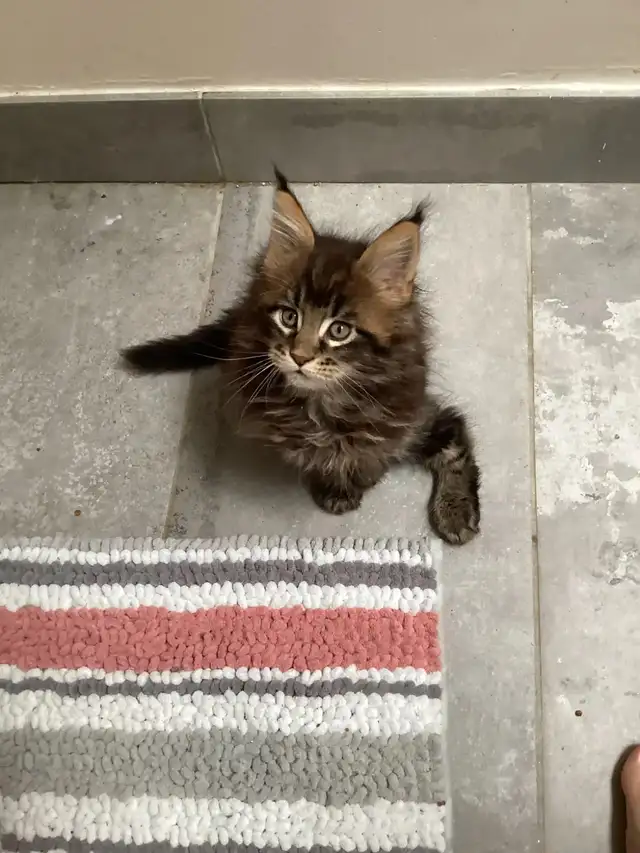 Mainecoon