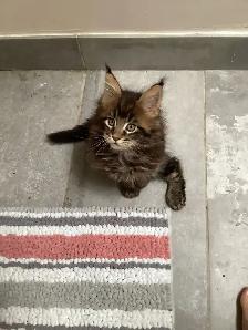 Mainecoon