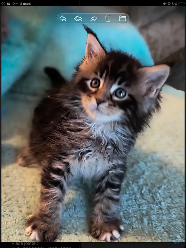 Mainecoon - Photo 2
