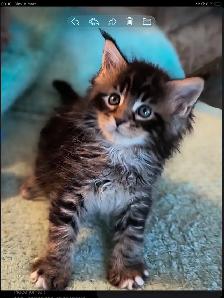 Mainecoon - Photo 2