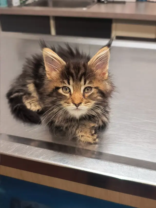 Mainecoon - Photo 3