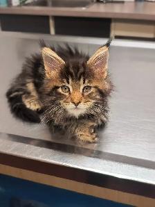 Mainecoon - Photo 3
