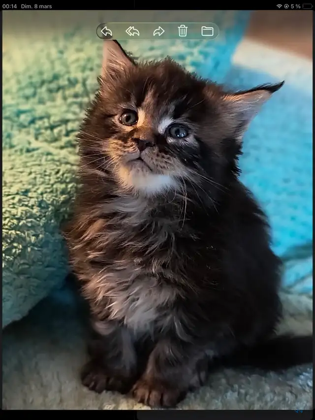 Mainecoon - Photo 4
