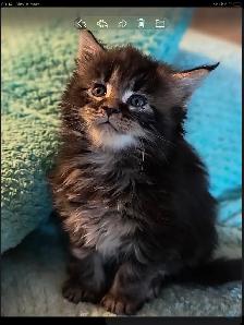 Mainecoon - Photo 4