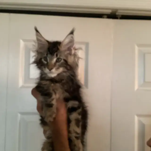 Mainecoon - Photo 5