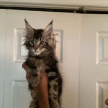 Mainecoon - Photo 5