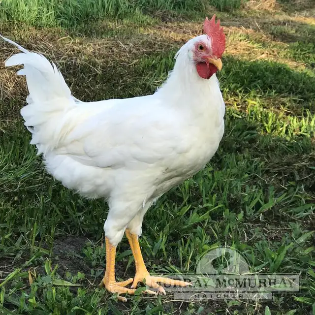 Leghorns 17 months old, 2$ each till May 31st
