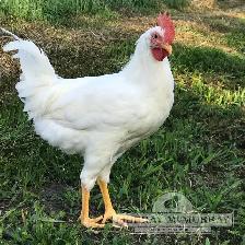Leghorns 17 months old, 2$ each till May 31st