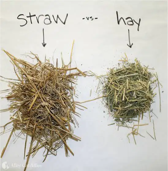 Hay and Straw for Sale