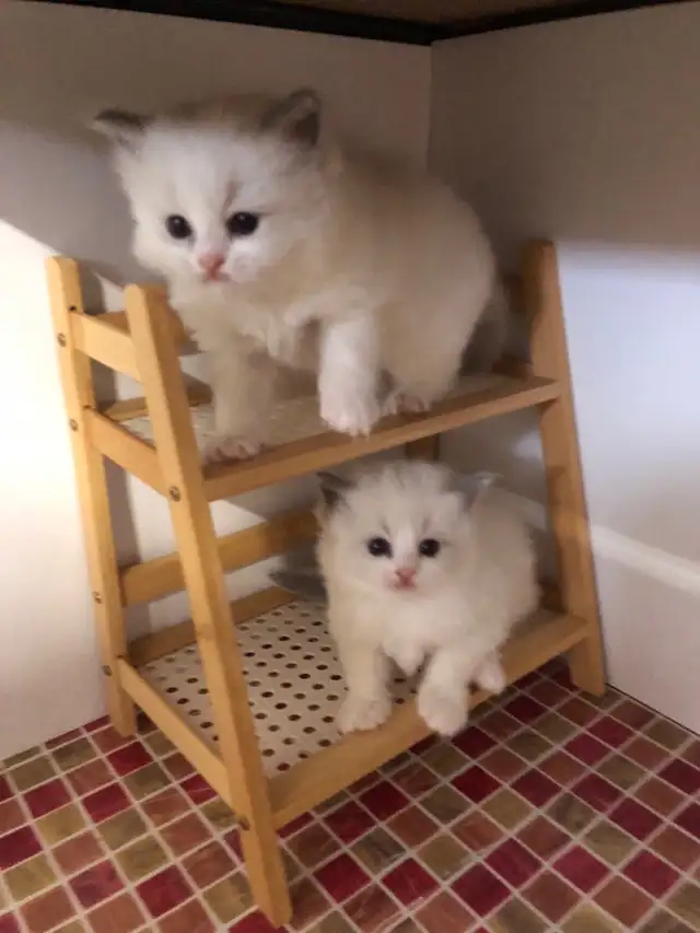 Cute petits Ragdoll pure race
