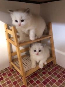 Cute petits Ragdoll pure race
