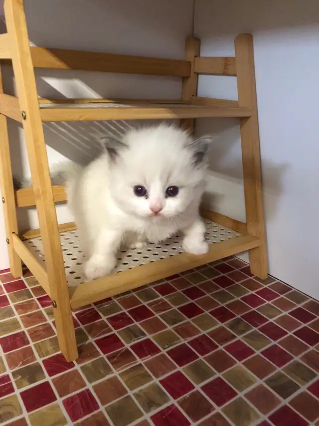 Cute petits Ragdoll pure race - Photo 2