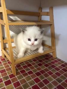 Cute petits Ragdoll pure race - Photo 2
