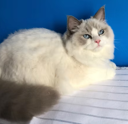 Cute petits Ragdoll pure race - Photo 3