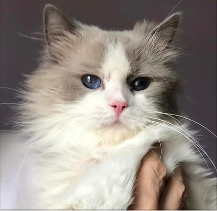 Cute petits Ragdoll pure race - Photo 4