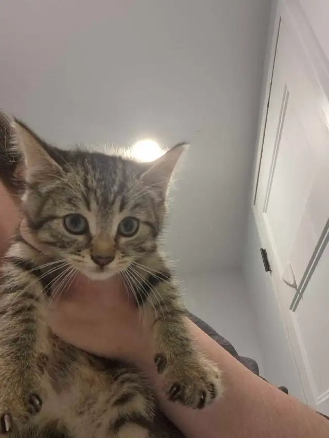 Chatons a vendre