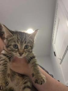 Chatons a vendre
